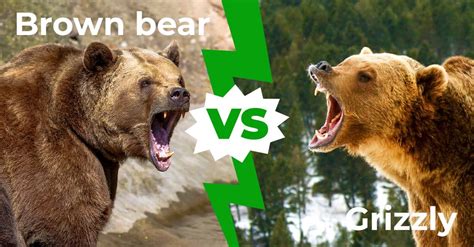 Brown bears vs grizzly bears. Things To Know About Brown bears vs grizzly bears. 